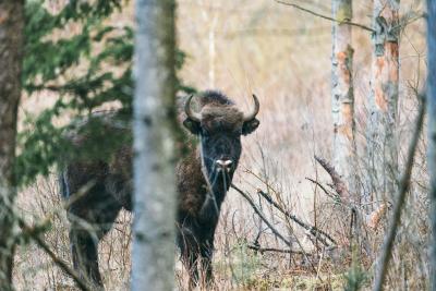 I Almindingen på Bornholm er der sat bisoner ud til at pleje naturen.