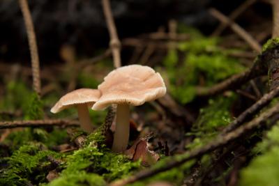 På billedet ses en svamp i skovbunden