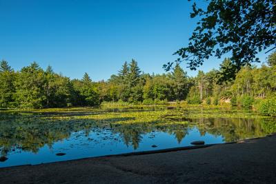 På billedet ses en stor sø omringet af træer. Det er sommer og eftermiddagssolen falder på søen