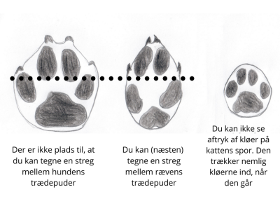 Guide til hvordan man genkender spor fra ræv, hund og kat