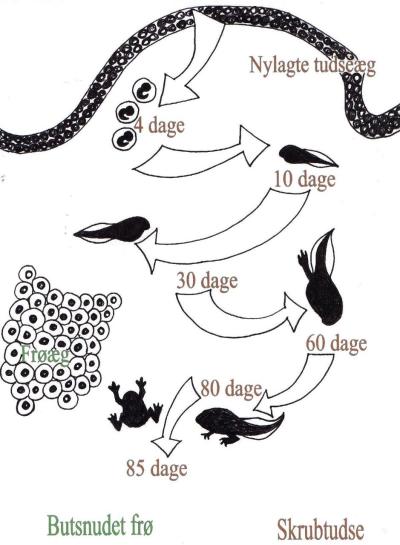 illustration af vejen fra æg til frø