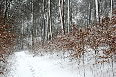 Billedet viser en snebalagt sti, der fører gennem en skov