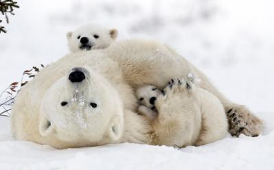 Isbjørne WWF