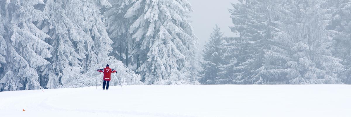 Foto af sneklædt skov med en skiløber