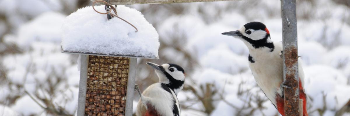 Fugle der spiser om vinteren