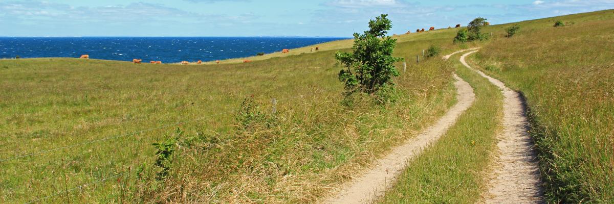 På billedet ses en markvej på Samsø - det er sommer og der er blå himmel. I baggrunden kan man fornemme vandet