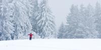 Foto af sneklædt skov med en skiløber