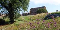 På billedet ses ruinerne fra Hammershus. Det er sommer og i forgrunden ses en masse lilla blomster