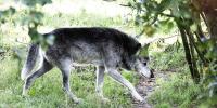En grå ulv går under en busk 