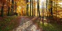 På billedet ses en sti i en skov, der lyses op af solen og efterårets farver