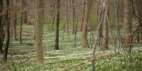 billede af en skov i april med anemoner i skovbunden 