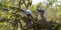 Børn klatrer i træ - naturdannelse