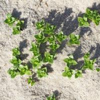 foto af strandarve vokser i sandet 