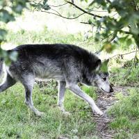 En grå ulv går under en busk 