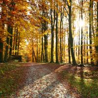 På billedet ses en sti i en skov, der lyses op af solen og efterårets farver
