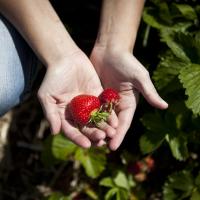 På billedet ses to hænder, der holder to solmodne, røde jordbær